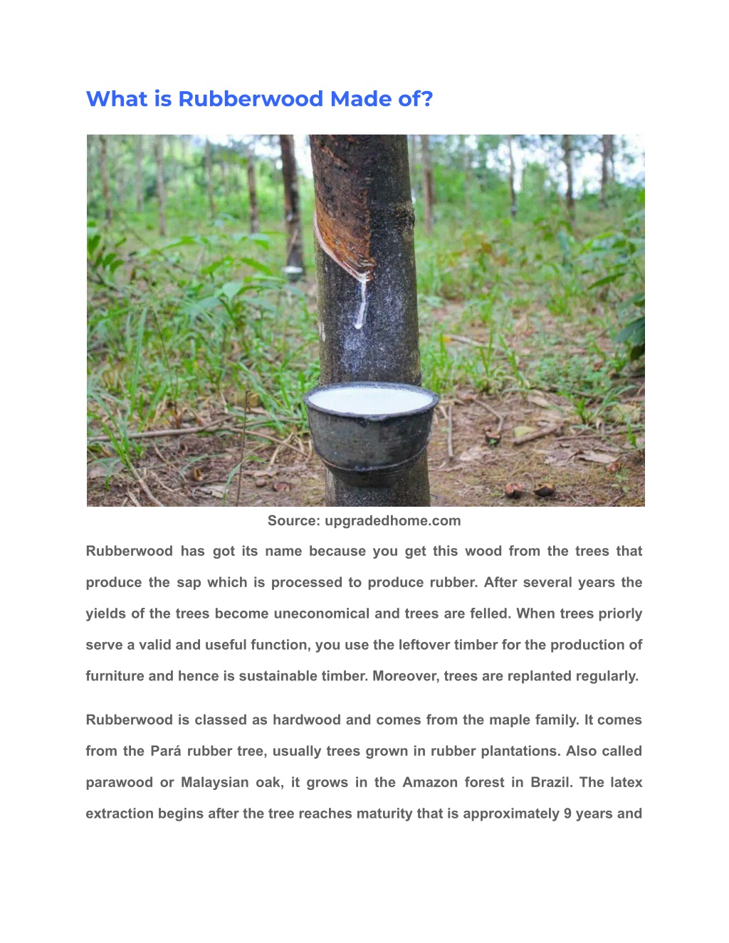 Ppt Know All About What Is Rubberwood And Its Uses Powerpoint