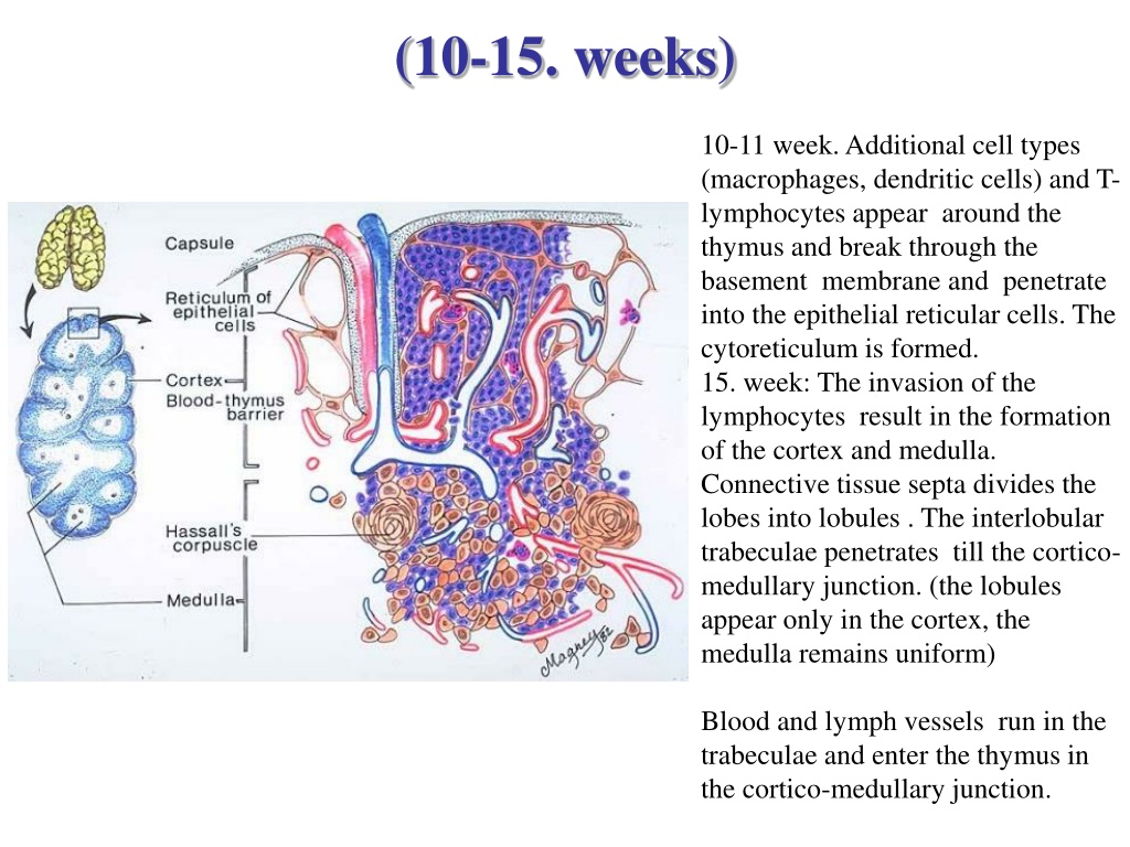 Ppt Lymphatic Organs Thymus Tonsils And Malt Powerpoint Presentation