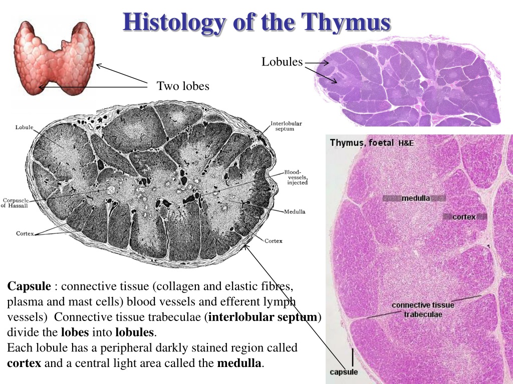 PPT Lymphatic Organs Thymus Tonsils And MALT PowerPoint Presentation