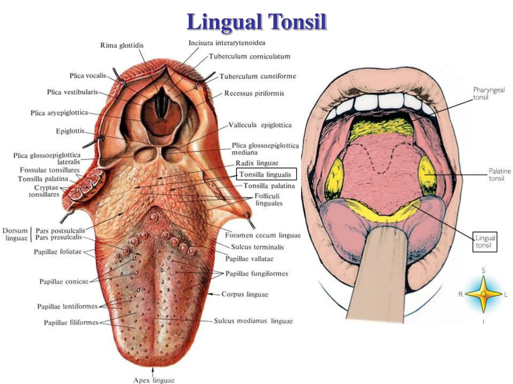 PPT Lymphatic Organs Thymus Tonsils And MALT PowerPoint Presentation