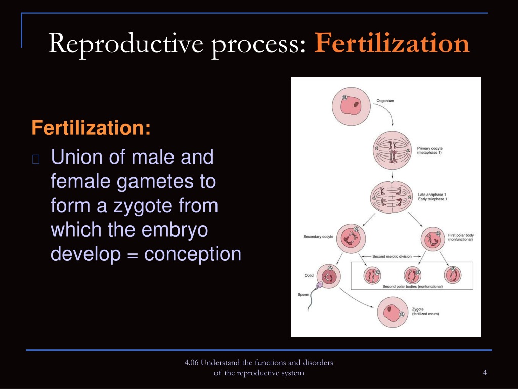 Ppt Understand The Reproductive Process And The D Isorders Of