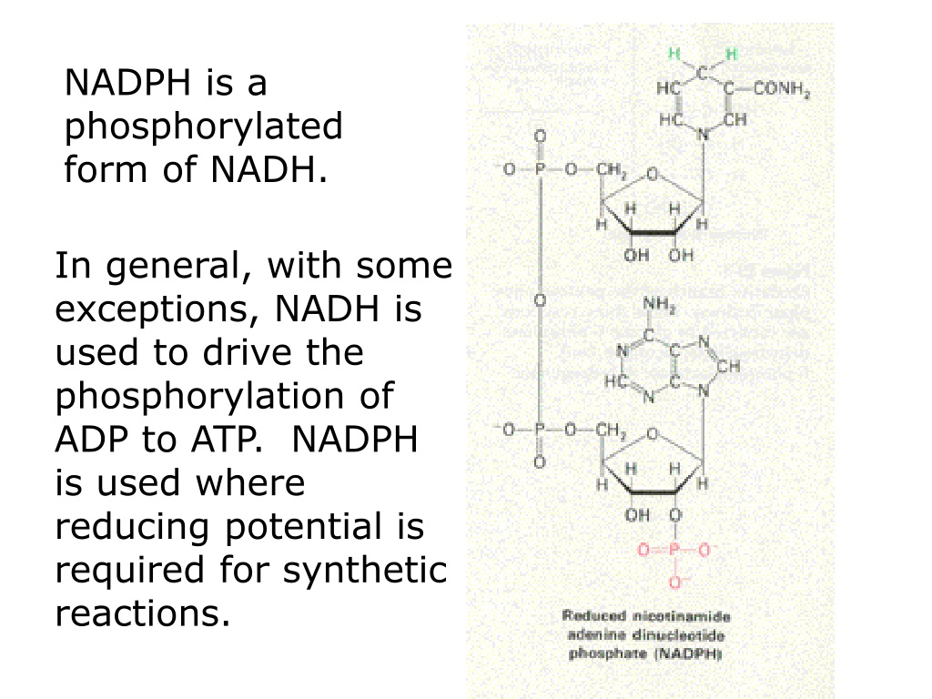 PPT Lecture 7 Pentose Phosphate Pathway PowerPoint Presentation