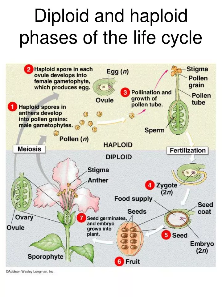 Ppt Diploid And Haploid Phases Of The Life Cycle Powerpoint