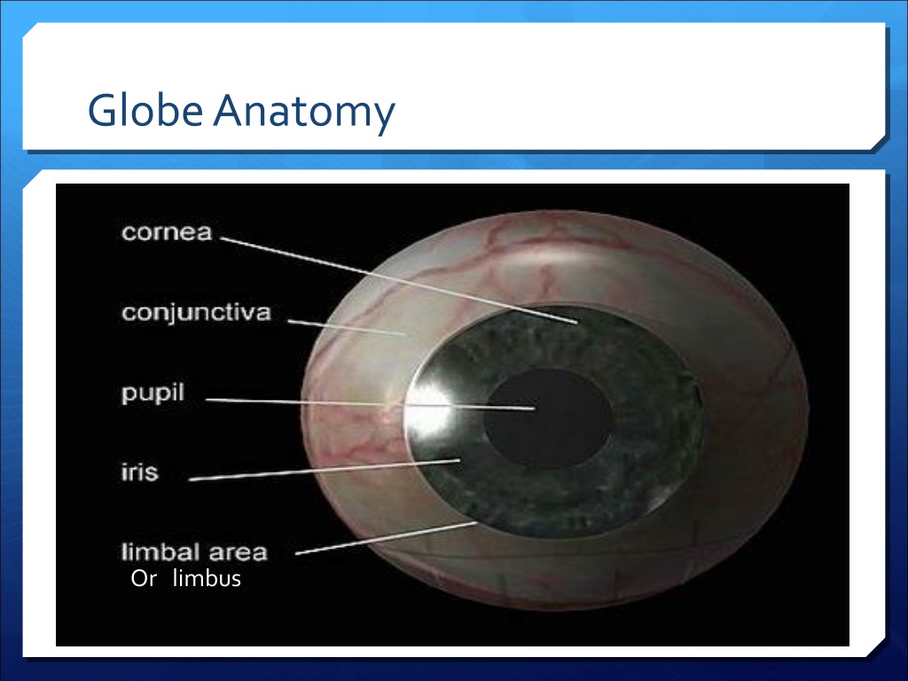 Ppt Basic Anatomy Physiology Of The Eye Powerpoint Presentation