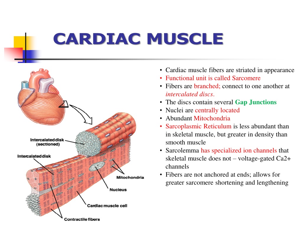 PPT CARDIAC MUSCLE CONTRACTILE MECHANISM OF CARDIAC MUSCLE PowerPoint Presentation ID
