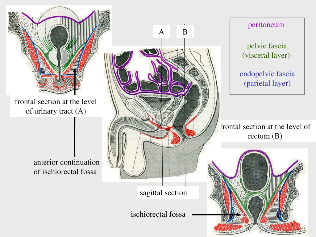 Ppt Clinical Anatomy Of The Male Pelvis And Pelvic Floor Powerpoint