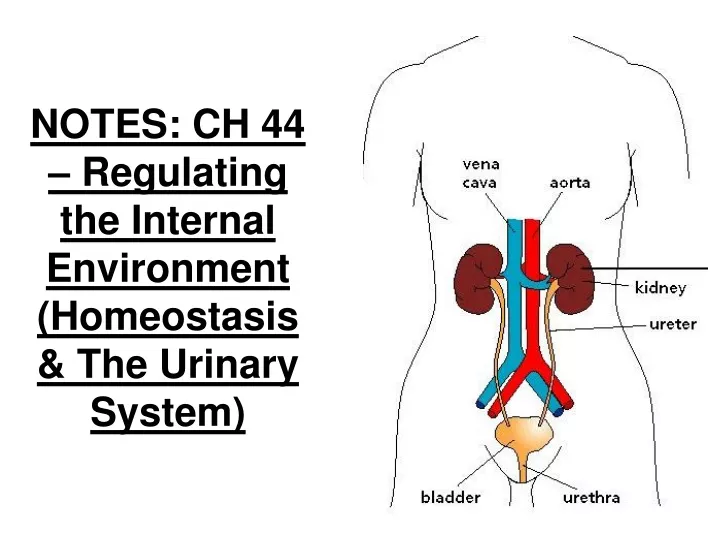 Ppt Notes Ch Regulating The Internal Environment Homeostasis