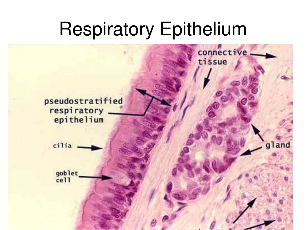 Respiratory System Respiratory Respiratory System Histology Slides Images And Photos Finder