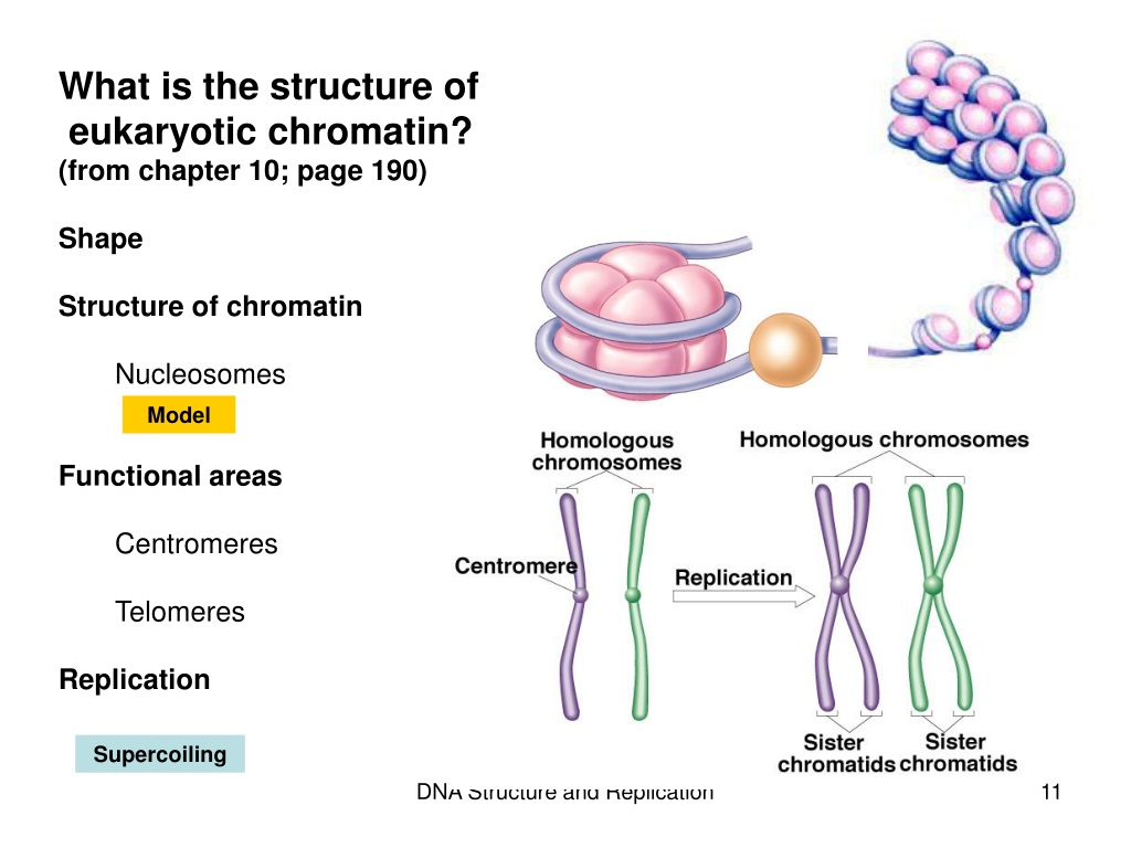 PPT DNA Structure And Replication Chapter 14 Chromatin Oncogenes