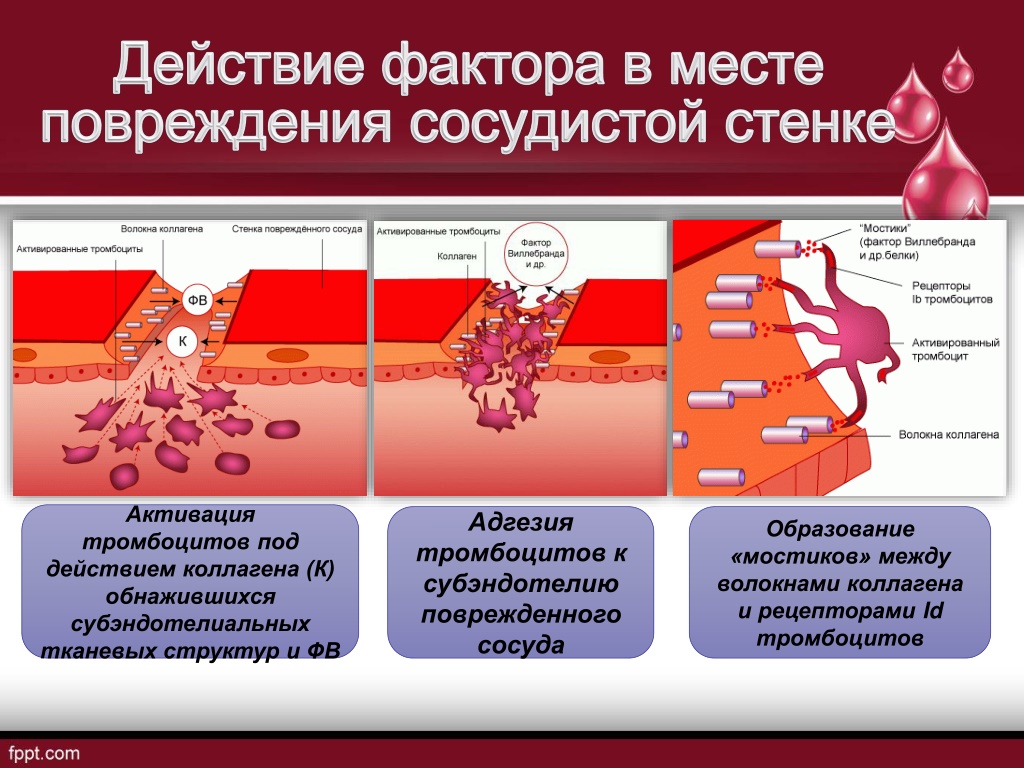 Тромбоциты при кровотечении. Строение эндотелия сосудов. Тромбоцитарные факторы гемостаза. Механизм адгезии тромбоцитов. Повреждение эндотелия сосудов.