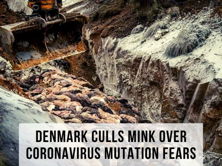 denmark culls mink over coronavirus mutation fears n.