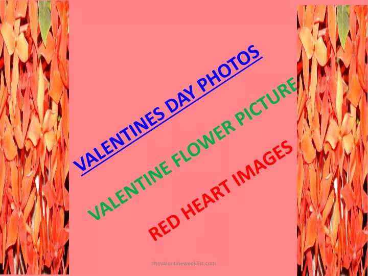 valentines day photos valentine flower picture red heart images n.