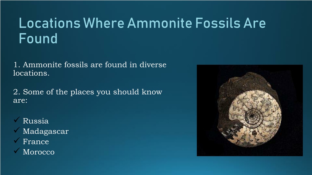 Ppt Your Guide To Buying Ammonite Fossils Powerpoint Presentation