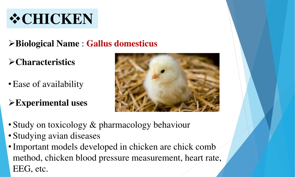 PPT - Common Laboratory animals-Experimental Pharmacology PowerPoint  Presentation - ID:10470662