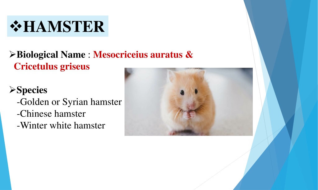 PPT - Common Laboratory animals-Experimental Pharmacology PowerPoint  Presentation - ID:10470662