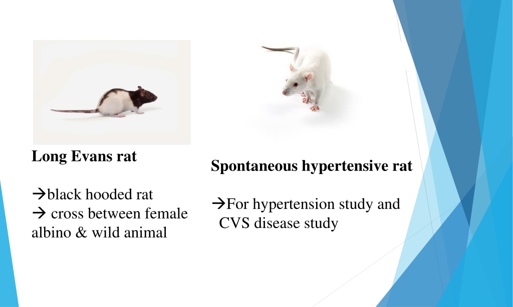 PPT - Common Laboratory Animals-Experimental Pharmacology PowerPoint ...