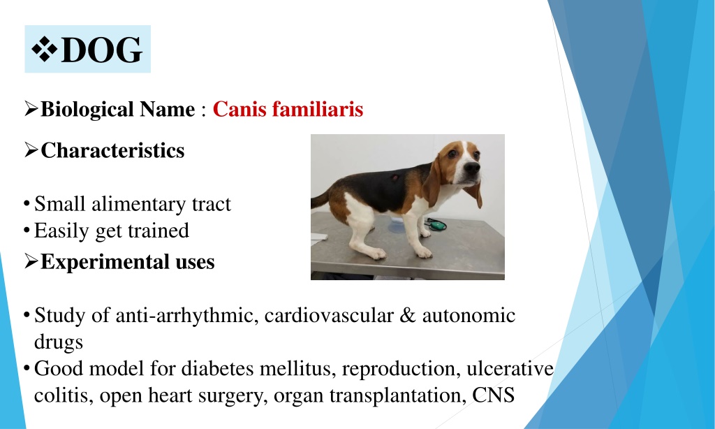 PPT - Common Laboratory Animals-Experimental Pharmacology PowerPoint ...