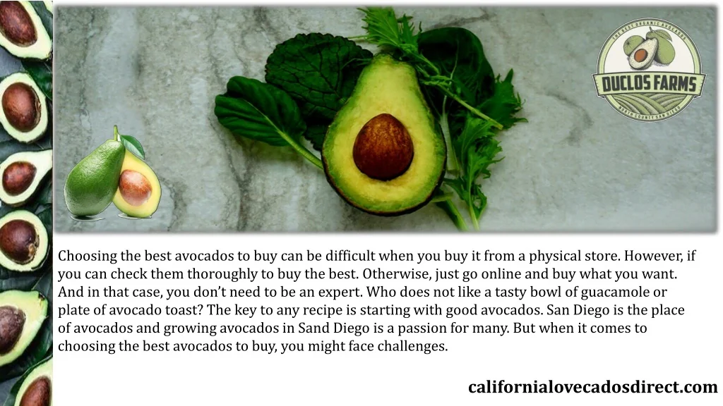 PPT How to Grow the Best Avocados to Buy PowerPoint Presentation