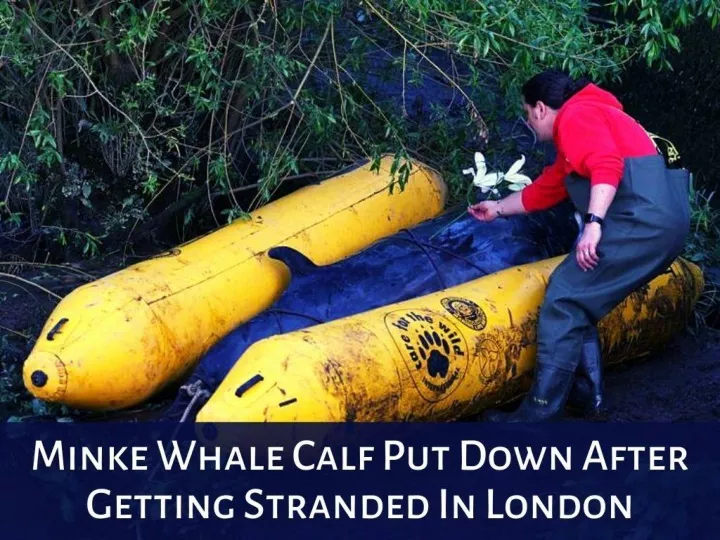 minke whale calf put down after getting stranded in london n.