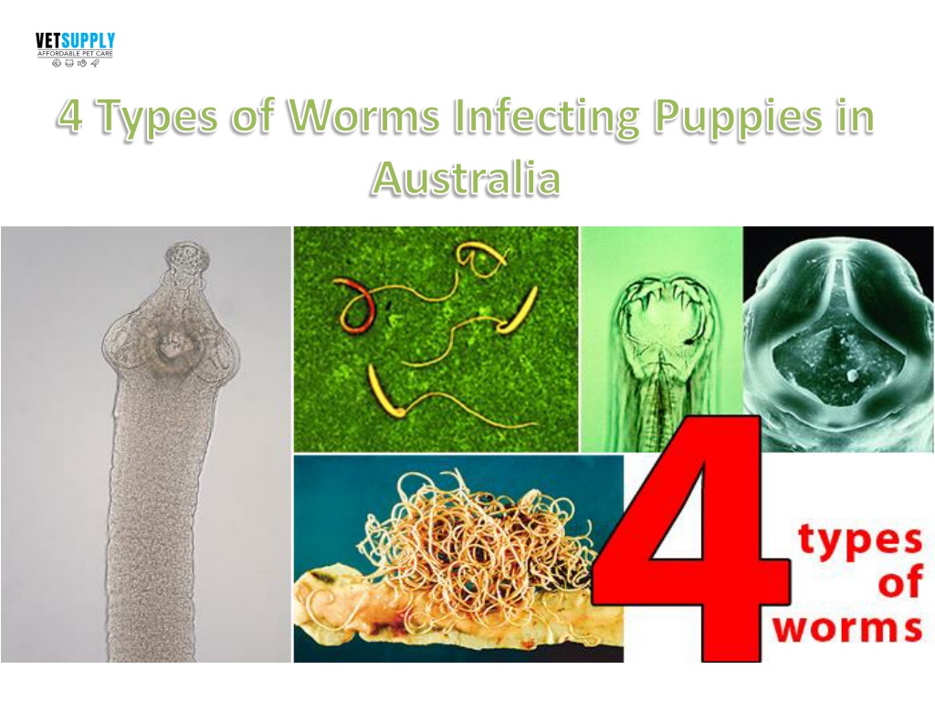 PPT - Types of Worms infecting puppies| VetSupply | Australia Best ...