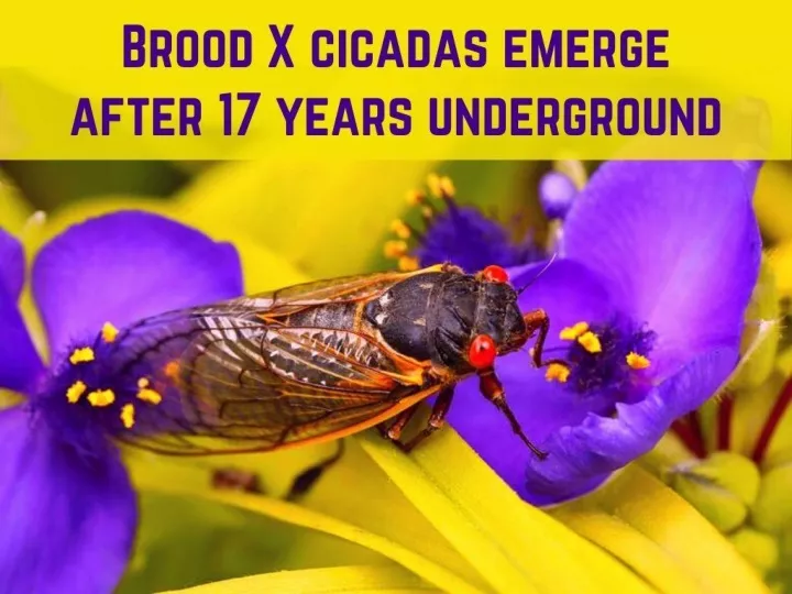 brood x cicadas emerge after 17 years underground n.