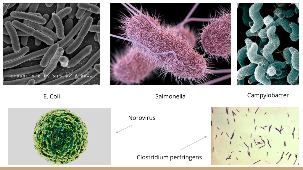 PPT - Types of Foodborne Illness and Their Causes PowerPoint ...