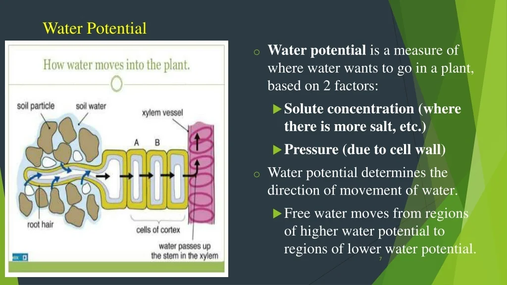 PPT - Water and solute transport in plant PPT PowerPoint Presentation ...