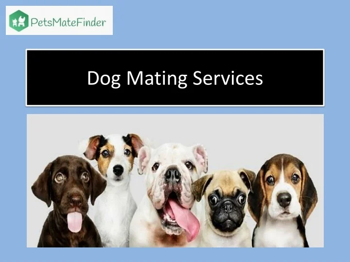 PPT Dog Mating Services Near Me India PowerPoint Presentation Free 