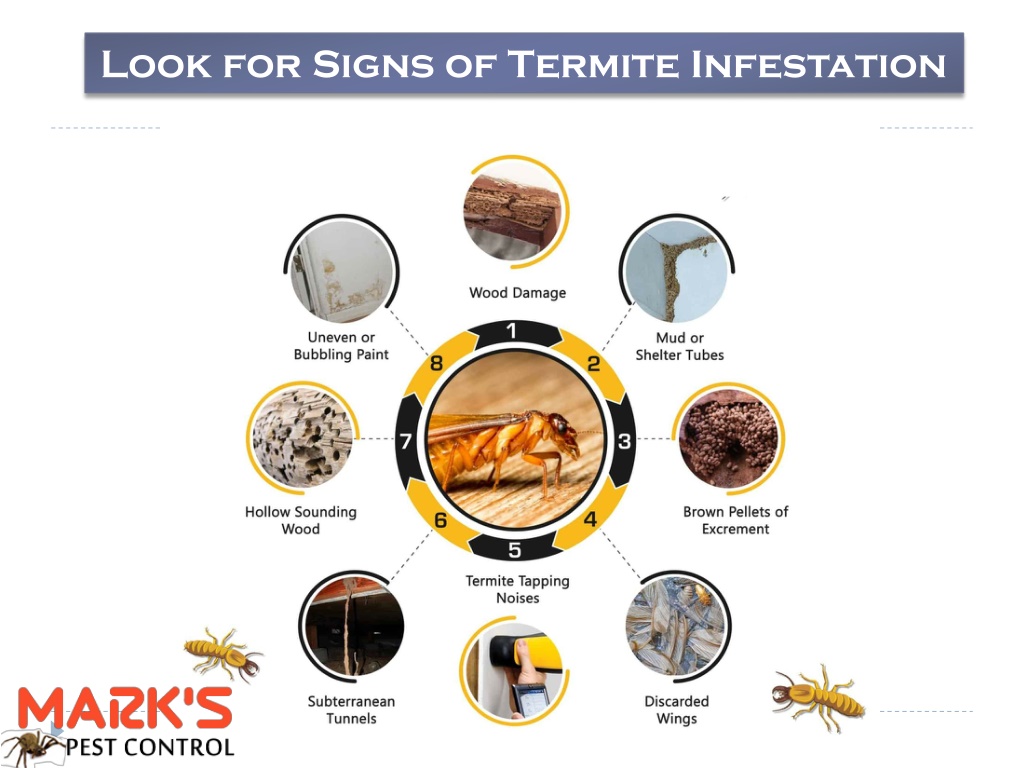 PPT - How To Get Rid Of Termites | Best Pest Control Tips PowerPoint ...