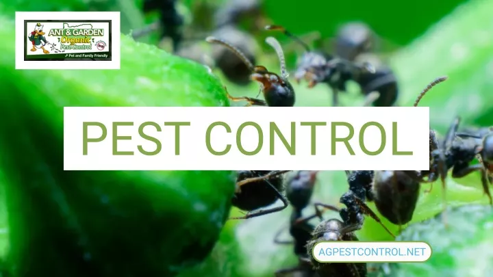 Ppt Pest Control Powerpoint Presentation Free Download Id10652738