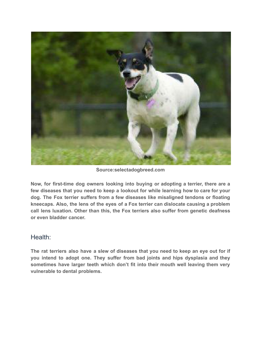 PPT - All You Need To Know About The Breeds Rat Terrier Vs Fox Terrier ...