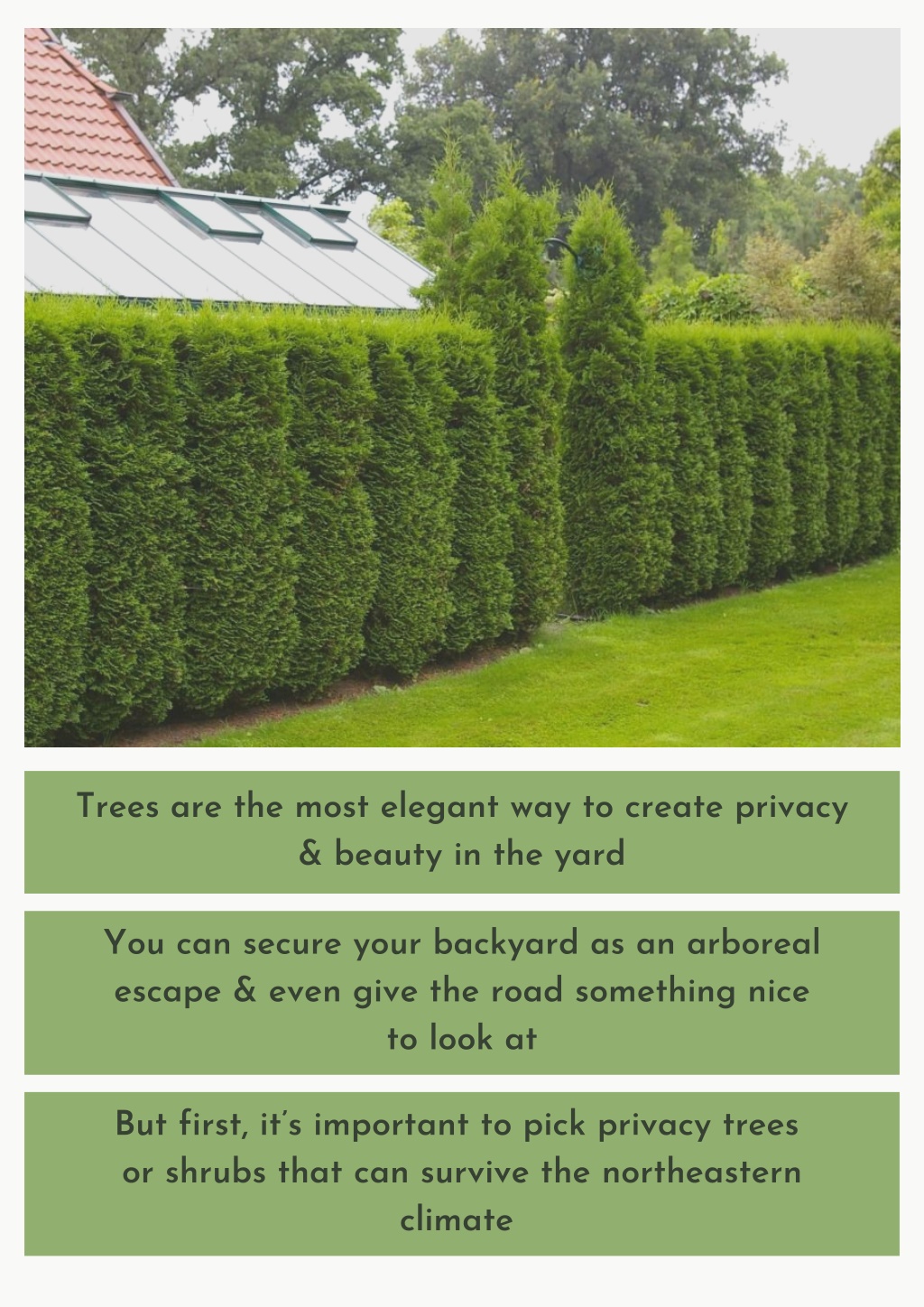 PPT - Best Privacy Trees for New Jersey Landscapes PowerPoint ...