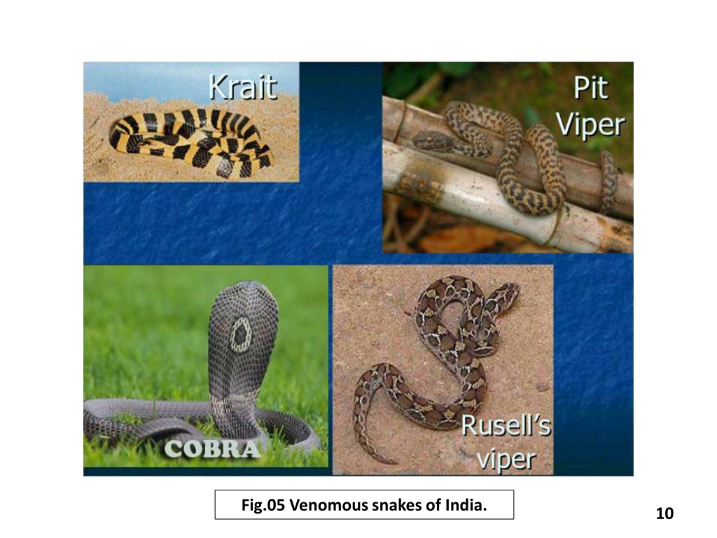 PPT - Snakes Venom PowerPoint Presentation, Free Download - ID:10686773