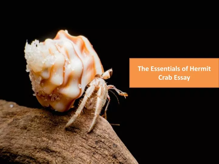 hermit crab essay templates