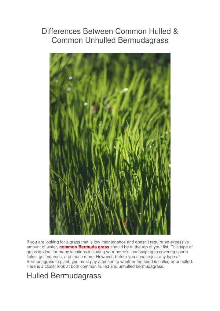 PPT Differences Between Common Hulled & Common Unhulled Bermudagrass