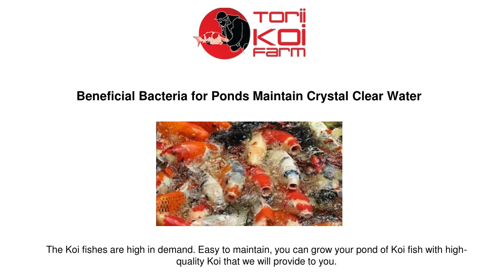 Ppt How Beneficial Bacteria For Ponds Maintain Crystal Clear Water Powerpoint Presentation 