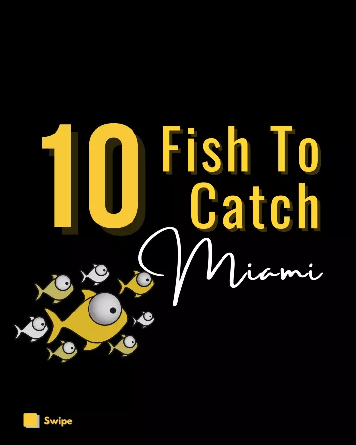 ppt-10-fish-to-catch-in-miami-powerpoint-presentation-free-download