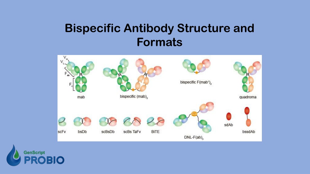 PPT - Bispecific Antibody Overview PowerPoint Presentation, Free ...