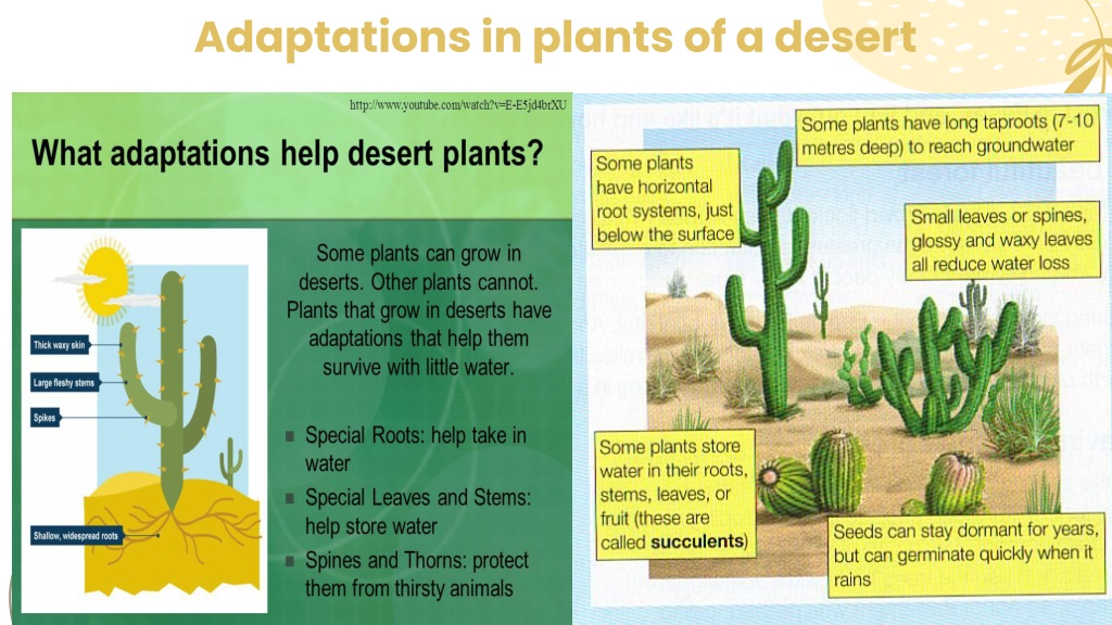 PPT - Desert Ecosystem PowerPoint Presentation, free download - ID:10789451