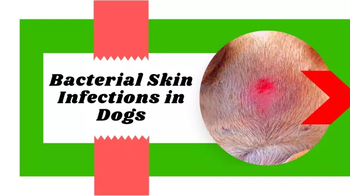 PPT - Pyoderma in Dogs ! Bacterial Skin Infections in Dogs 2021 ! Dog ...