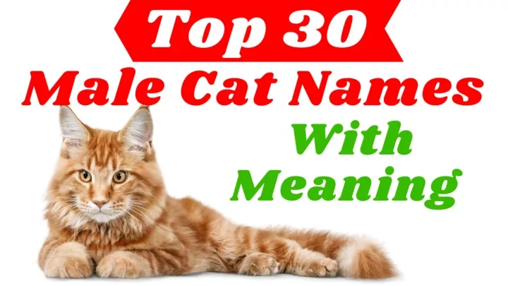 PPT - 30 Most Popular Male Cat Names With Meaning 2021 ! Pet Names ...