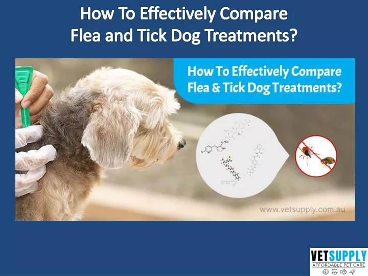 PPT - How to Effectively Compare Flea and Tick Treatment for Dogs ...