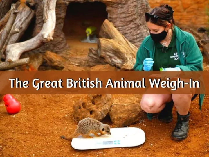 the great british animal weigh in n.