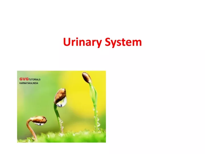 short speech on urinary system