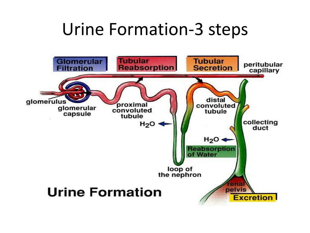 PPT - Urinary system PowerPoint Presentation, free download - ID:10807846