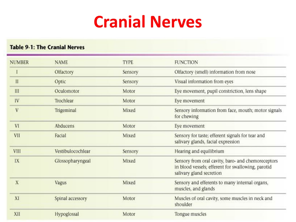 PPT - Detail note on nervous system PowerPoint Presentation, free ...