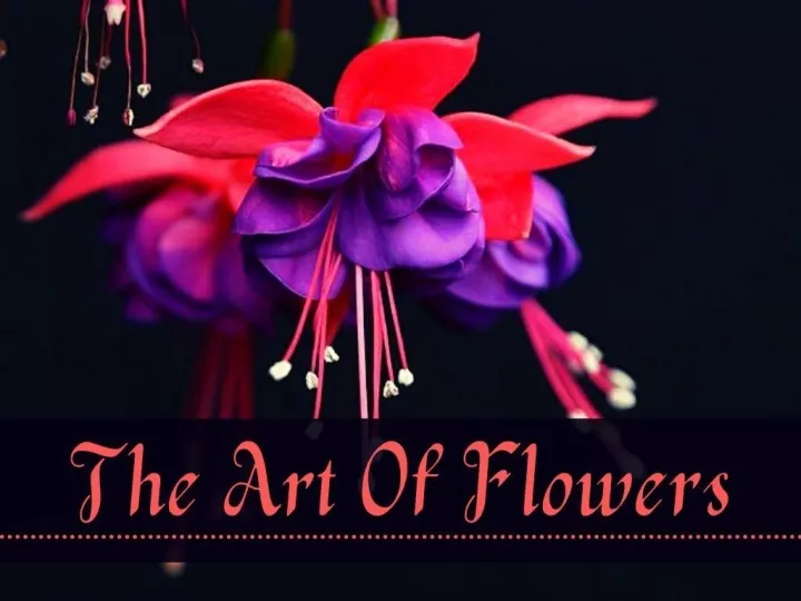 the art of flowers n.