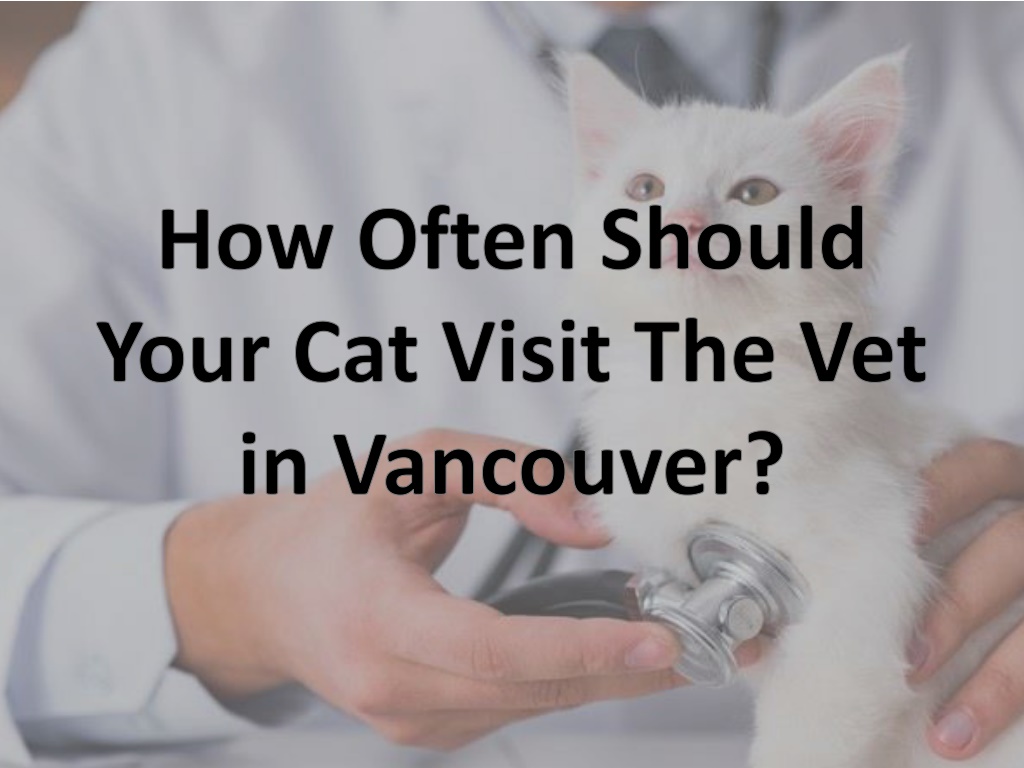 how often cat visit vet