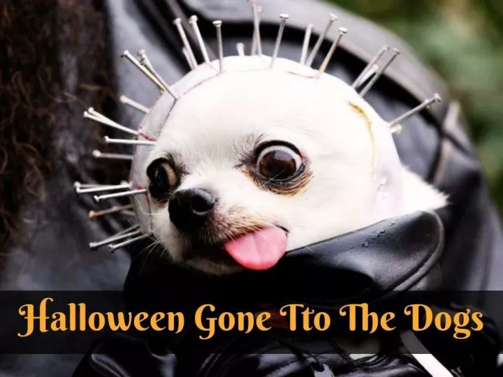 halloween gone to the dogs n.