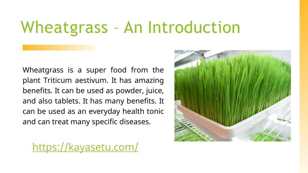 Ppt Wheatgrass Tablets By Kayasetu Powerpoint Presentation Free Download Id 10938463